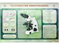 Электрифицированный стенд "Устройство микроскопа и правила работы c ним" - «globural.ru» - Курск