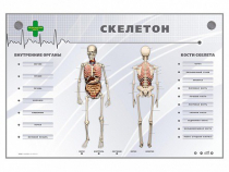Электрифицированный стенд-тренажер "Скелетон" - «globural.ru» - Курск