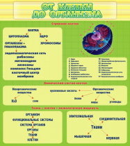 Стенд "От клетки до организма" - «globural.ru» - Курск