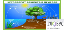 Стенд "Круговорот веществ" - «globural.ru» - Курск