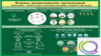 Стенд "Формы размножения организмов" - «globural.ru» - Курск