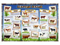 Стенд "Породы коров" - «globural.ru» - Курск