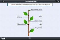 Интерактивные курсы. Биология 6 класс. Расширенный - «globural.ru» - Курск