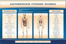 Электрифицированный стенд-тренажер c макетом скелета "Анатомическое строение человека" - «globural.ru» - Курск
