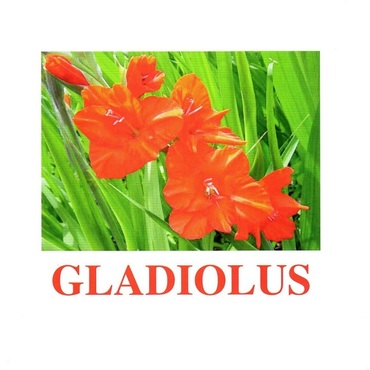 "Flowers-1" ("Цветы-1") английские карточки Домана - «globural.ru» - Курск
