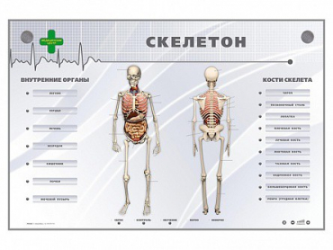 Электрифицированный стенд-тренажер "Скелетон" - «globural.ru» - Курск