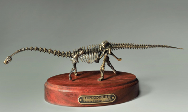 Модель скелета динозавра Diplodocus  (вариант 2) - «globural.ru» - Курск