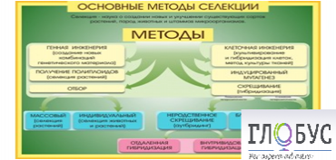 Стенд "Методы селекции и биотехнологии" - «globural.ru» - Курск