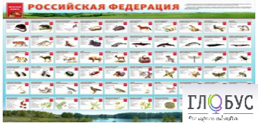 Стенд "Красная книга РФ" - «globural.ru» - Курск
