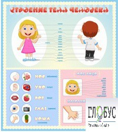 Стенд "Строение человека" для детей - «globural.ru» - Курск