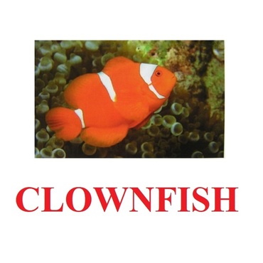 "Fish" ("Рыбы") английские карточки Домана - «globural.ru» - Курск