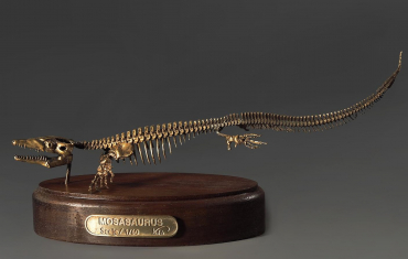 Модель скелета мозазавра Mosasaurus - «globural.ru» - Курск