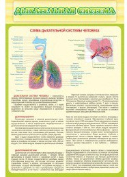Стенд "Дыхательная система" - «globural.ru» - Курск